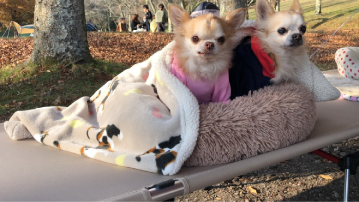 クイックキャンプ 犬用ベッド ドッグコット ビッグドッグコット